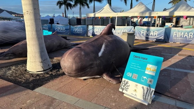 A la derecha, el calderón; y a la izquierda, el zifio en la exposición / ATLÁNTICO HOY - MARCOS MORENO A la derecha, el calderón; y a la izquierda, el zifio en la exposición / ATLÁNTICO HOY - MARCOS MORENO