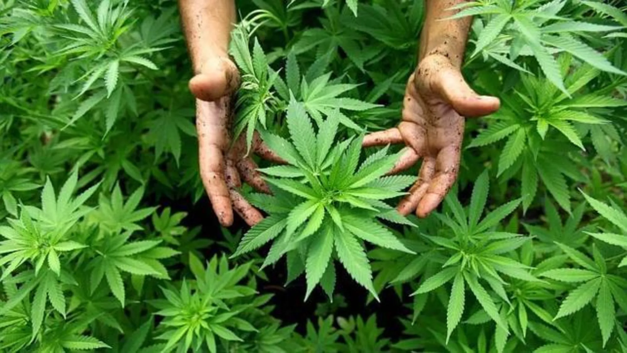 Plantas de marihuana / EFE