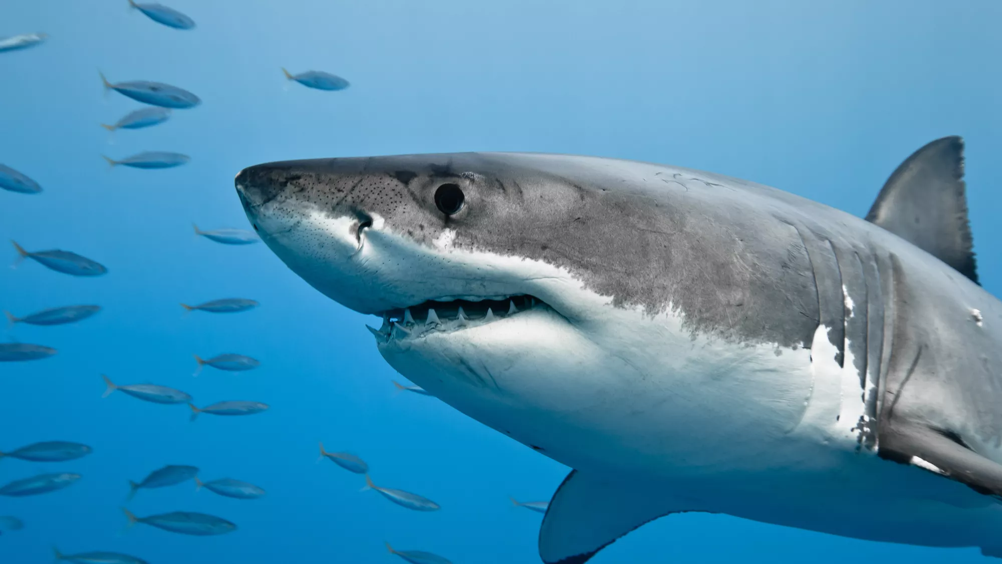 Imagen de un tiburón en un acuario / AH