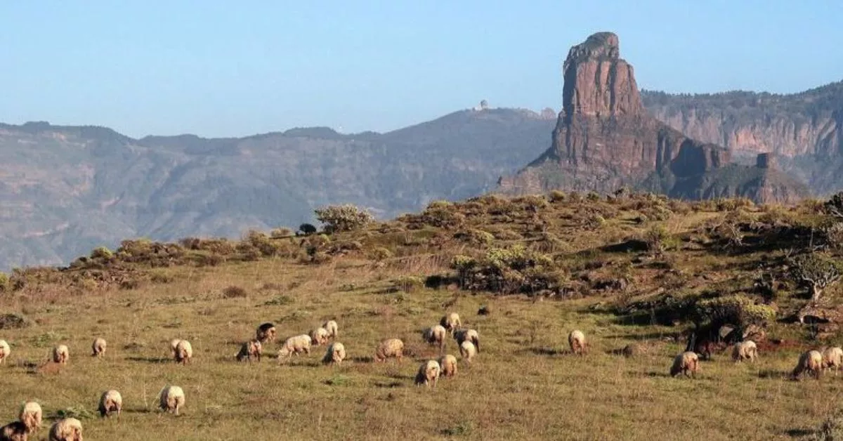 La tradición del pastoreo sigue presente en Caideros de Gáldar, uno de los pueblos canarios más envejecidos de Canarias./ X.