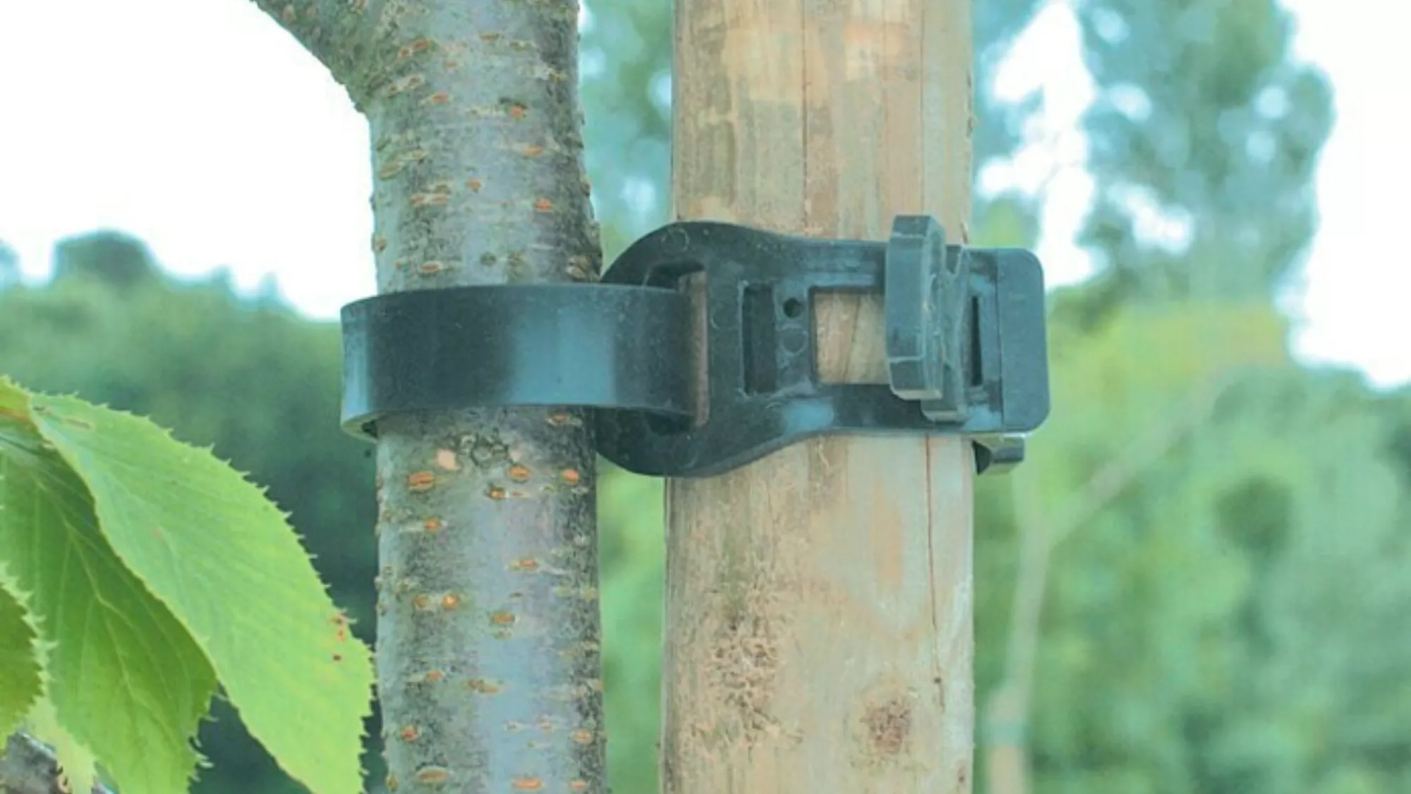 Un ejemplo de anclajes para ramas de árboles./ ARCHIVO Un ejemplo de anclajes para ramas de árboles./ ARCHIVO