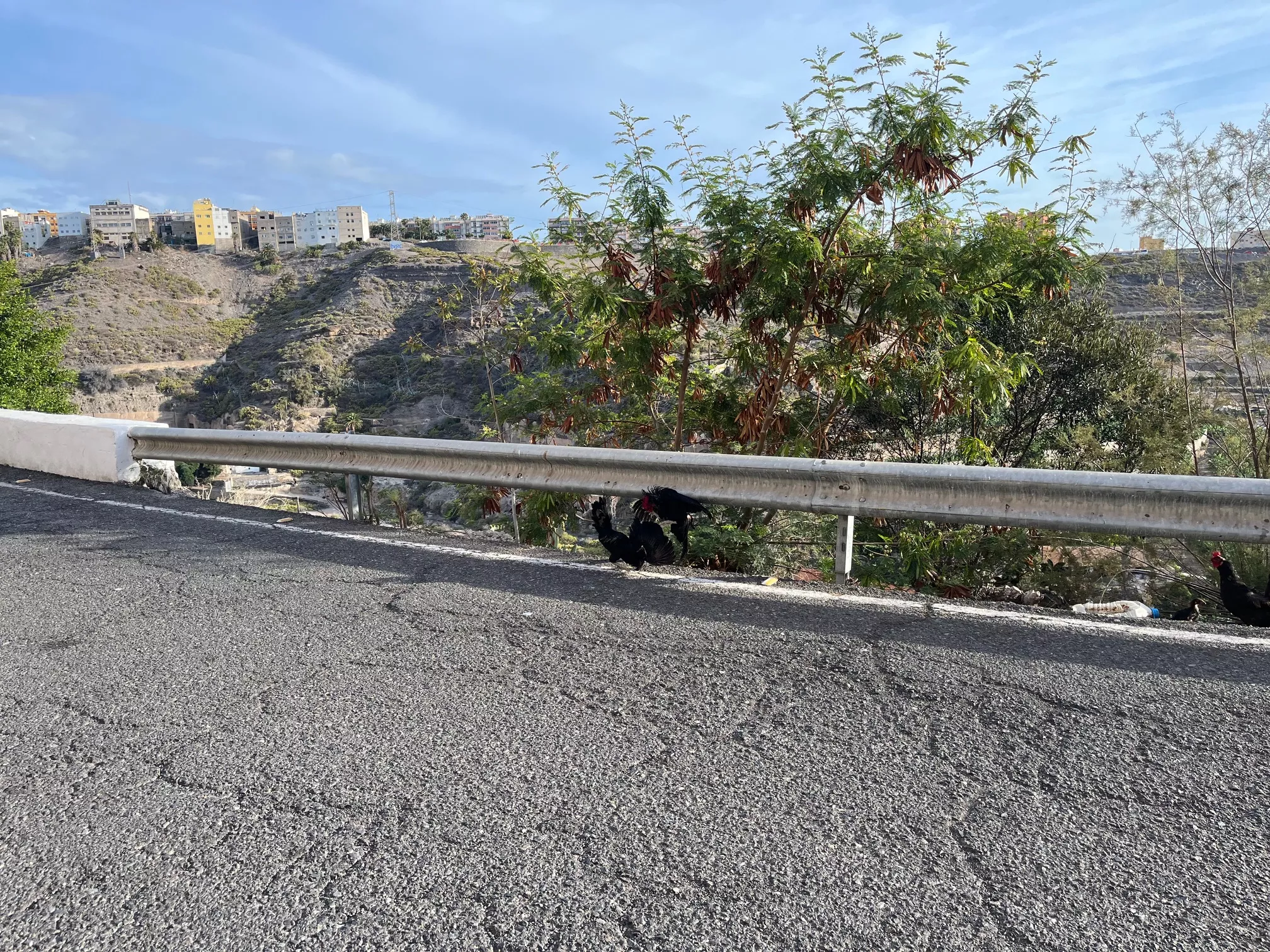 Gallos en la carretera que une San Roque con La Matula. en Las Palmas de Gran Canaria.