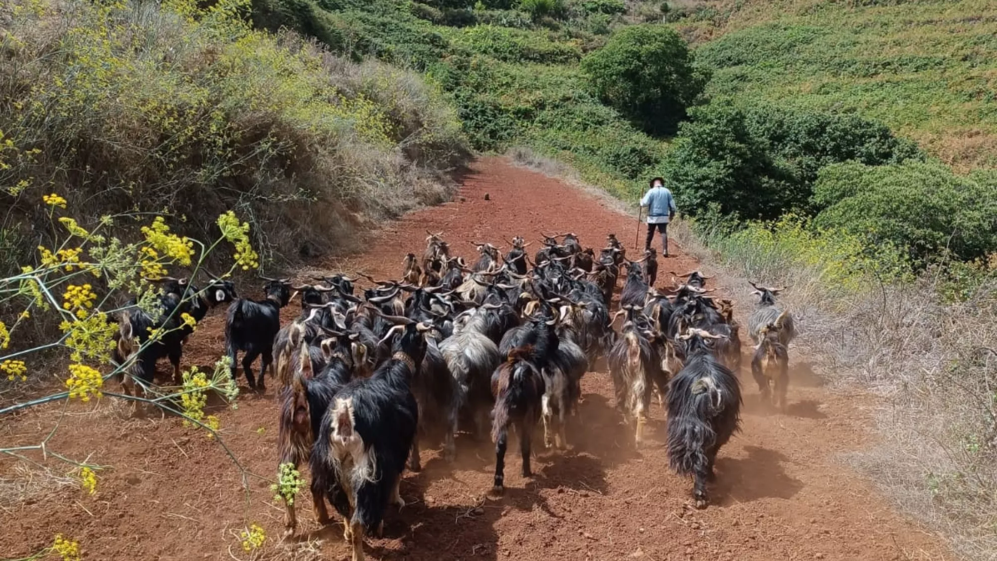 Labores de pastoreo en zona de interfase. / AYUNTAMIENTO DE EL ROSARIO