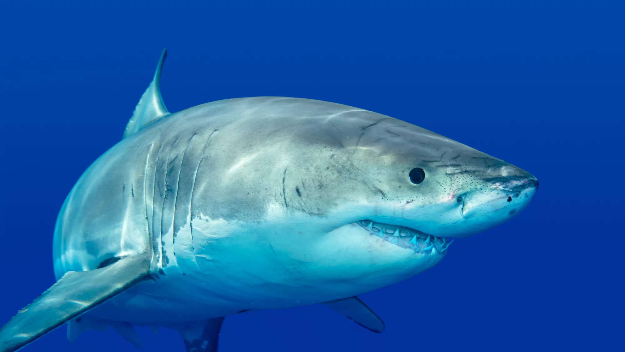 Imagen de un tiburón / AH