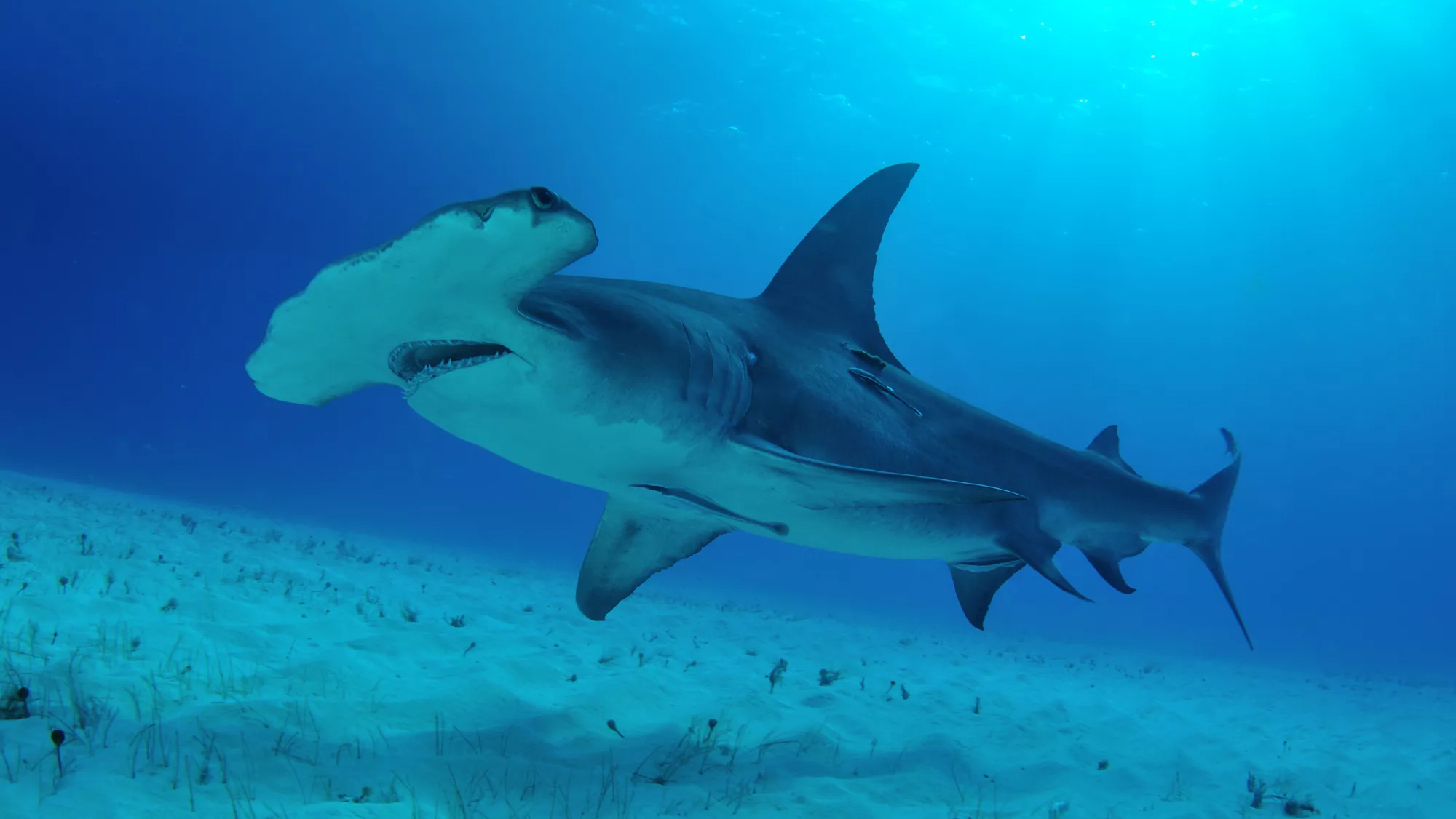 Imagen de un tiburón martillo como los que hay en Canarias / AH 
