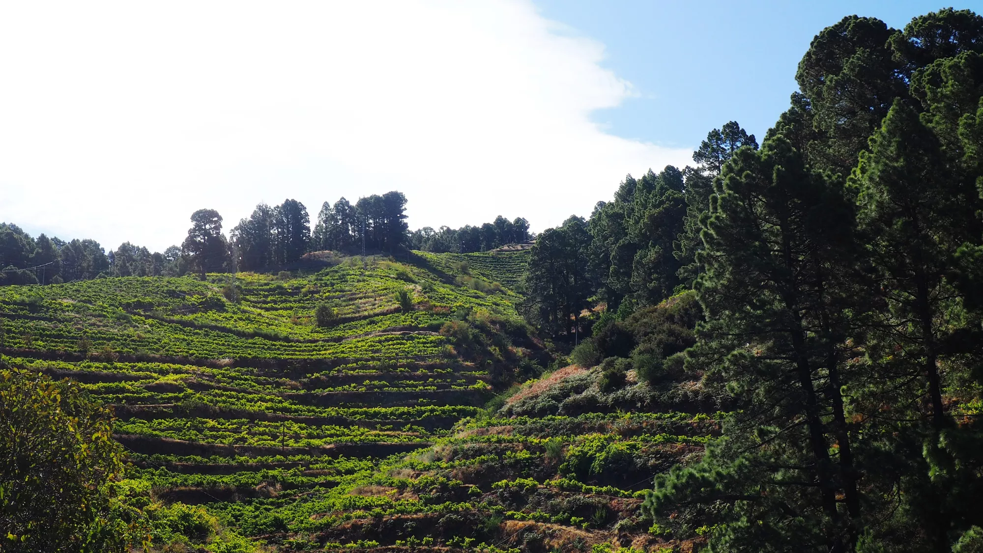 Agricultura en Canarias. / GOBIERNO DE CANARIAS