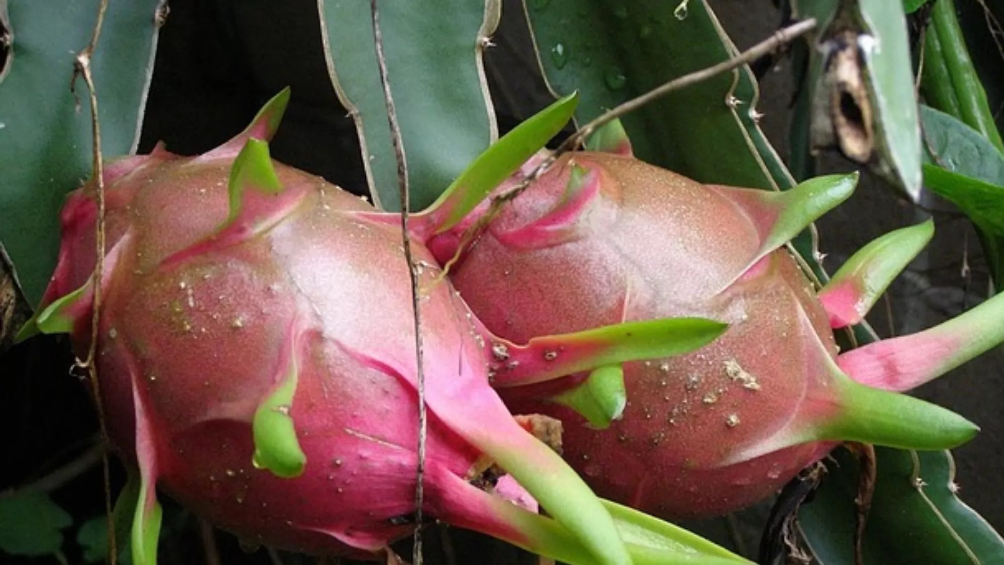 Cultivo de pitaya  PIXABAY