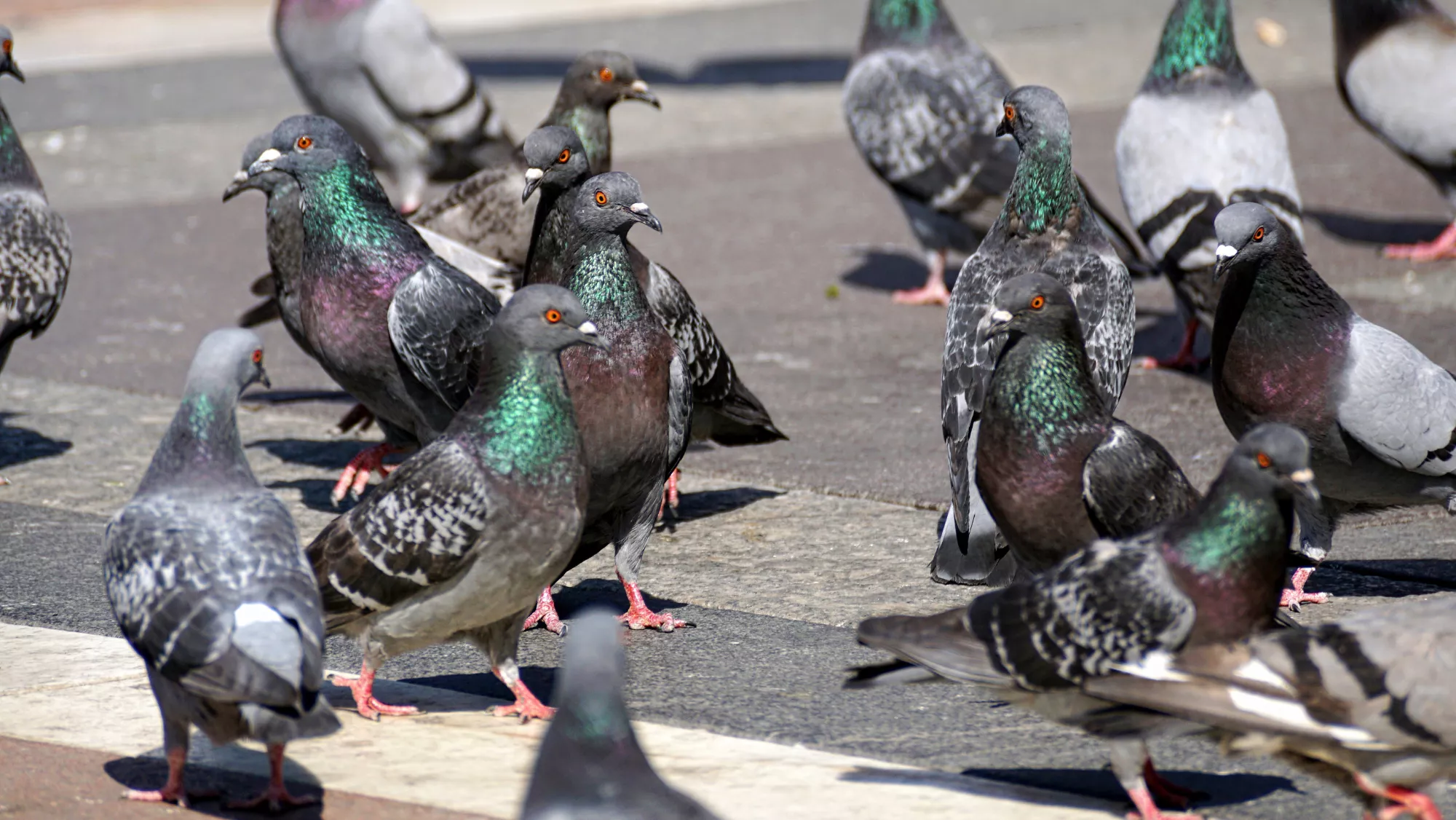 Imagen de varias palomas en la vía pública / AH