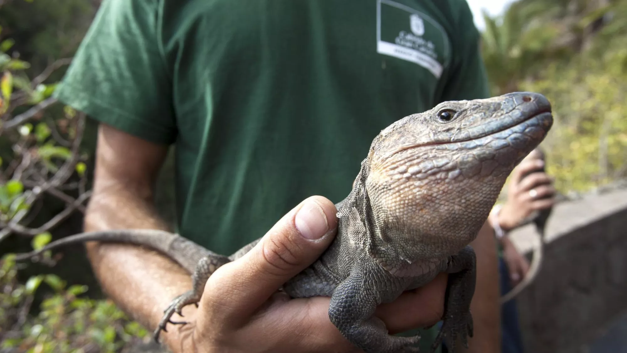 Lagarto gigante de Gran Canaria / EFE