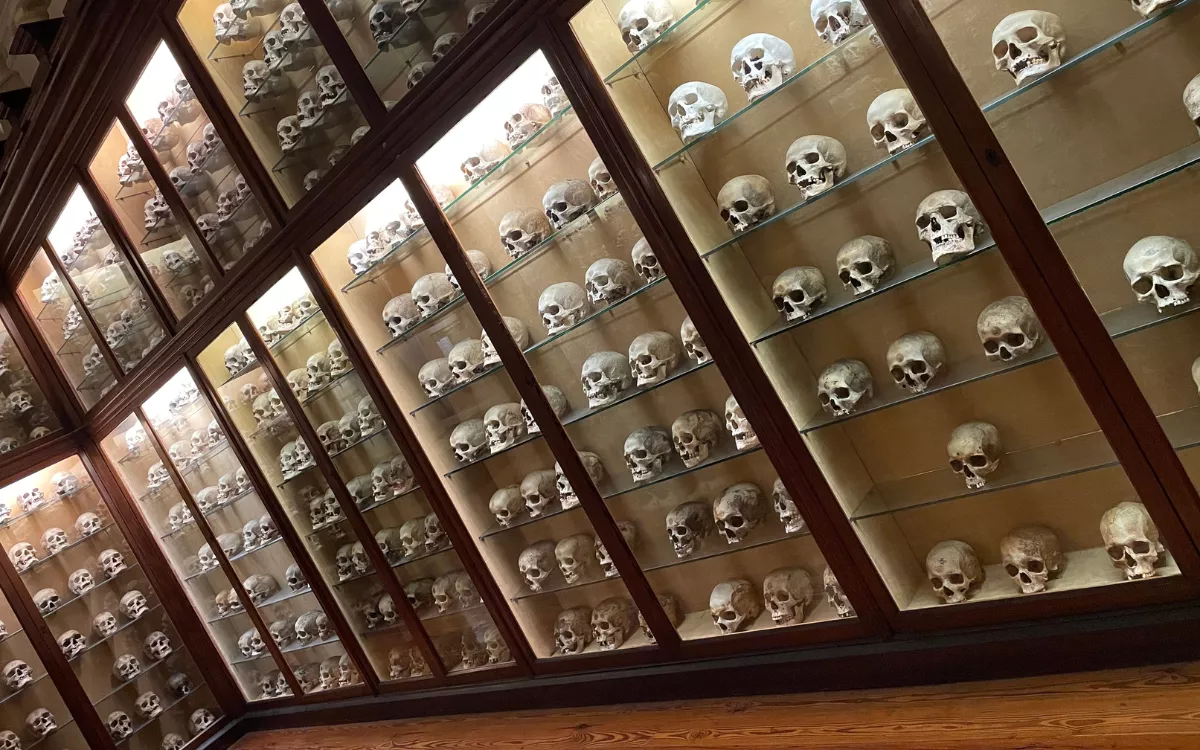 Sala de antropología física del Museo de Canarias con cráneos prehispánicos encontrados en las Islas. / AH