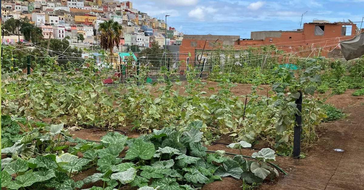 Imagen de un huerto urbano / AYUNTAMIENTO DE LAS PALMAS DE GRAN CANARIA