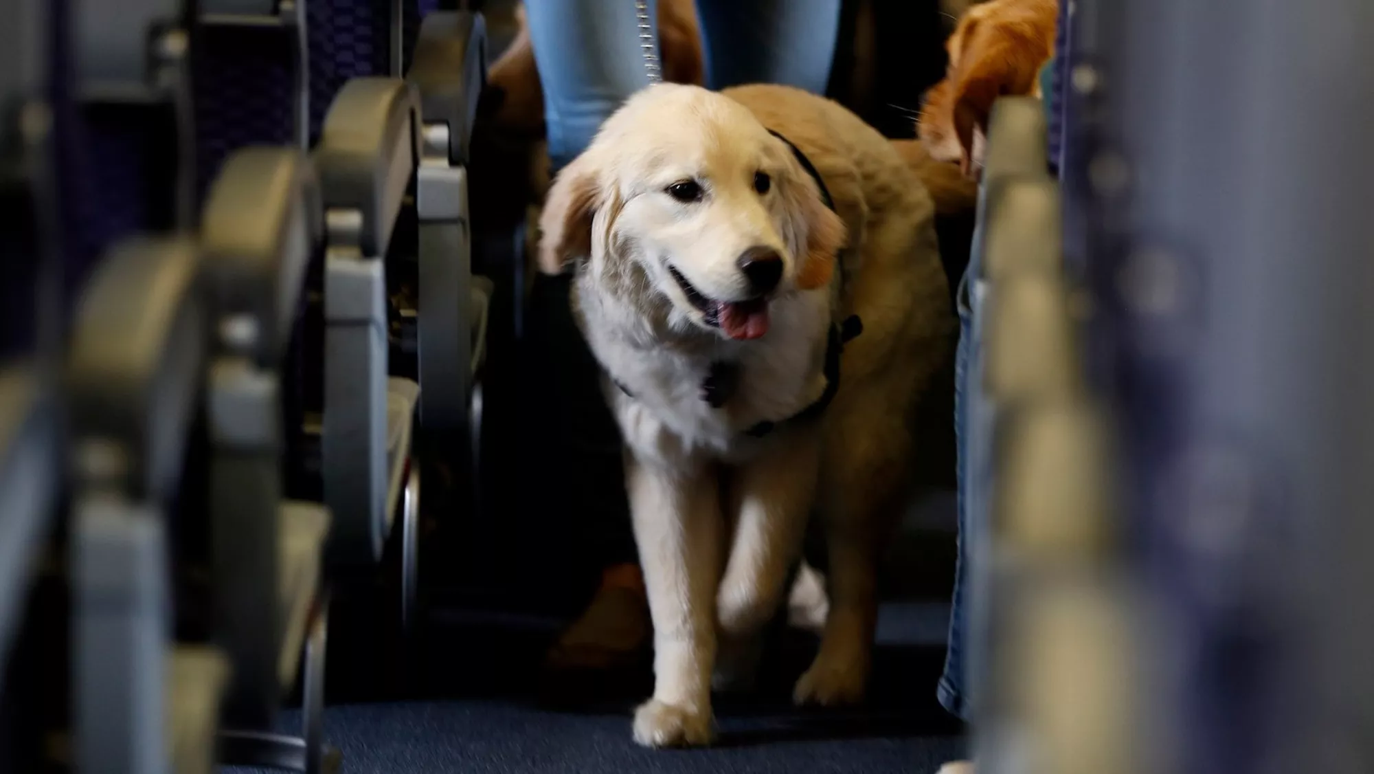 Un perro grande dentro de la cabina de un avión./ ARCHIVO