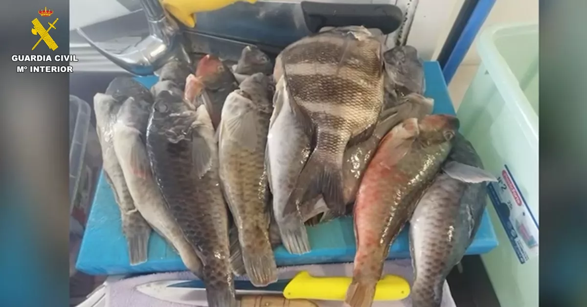 Imagen del pescado ilegal que interceptó la guardia Civil en el restaurante / GUARDIA CIVIL Imagen del pescado ilegal que interceptó la guardia Civil en el restaurante / GUARDIA CIVIL