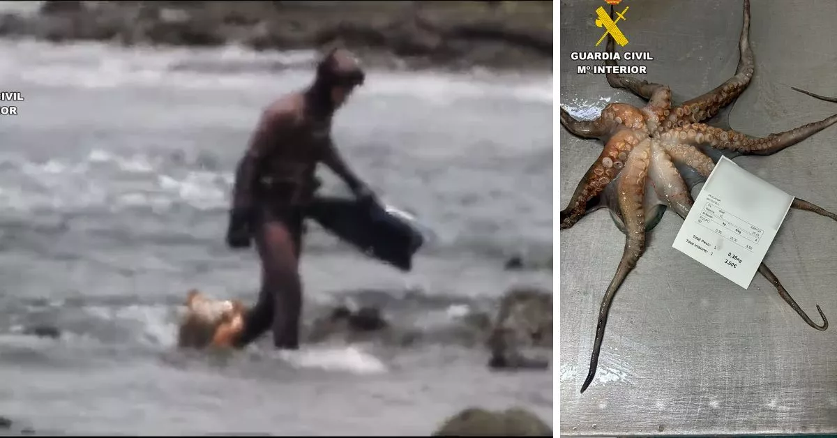 La Guardia Civil graba a una persona que realizaba pesca ilegal de pulpo en las proximidades del islote de Lobos / GUARDIA CIVIL