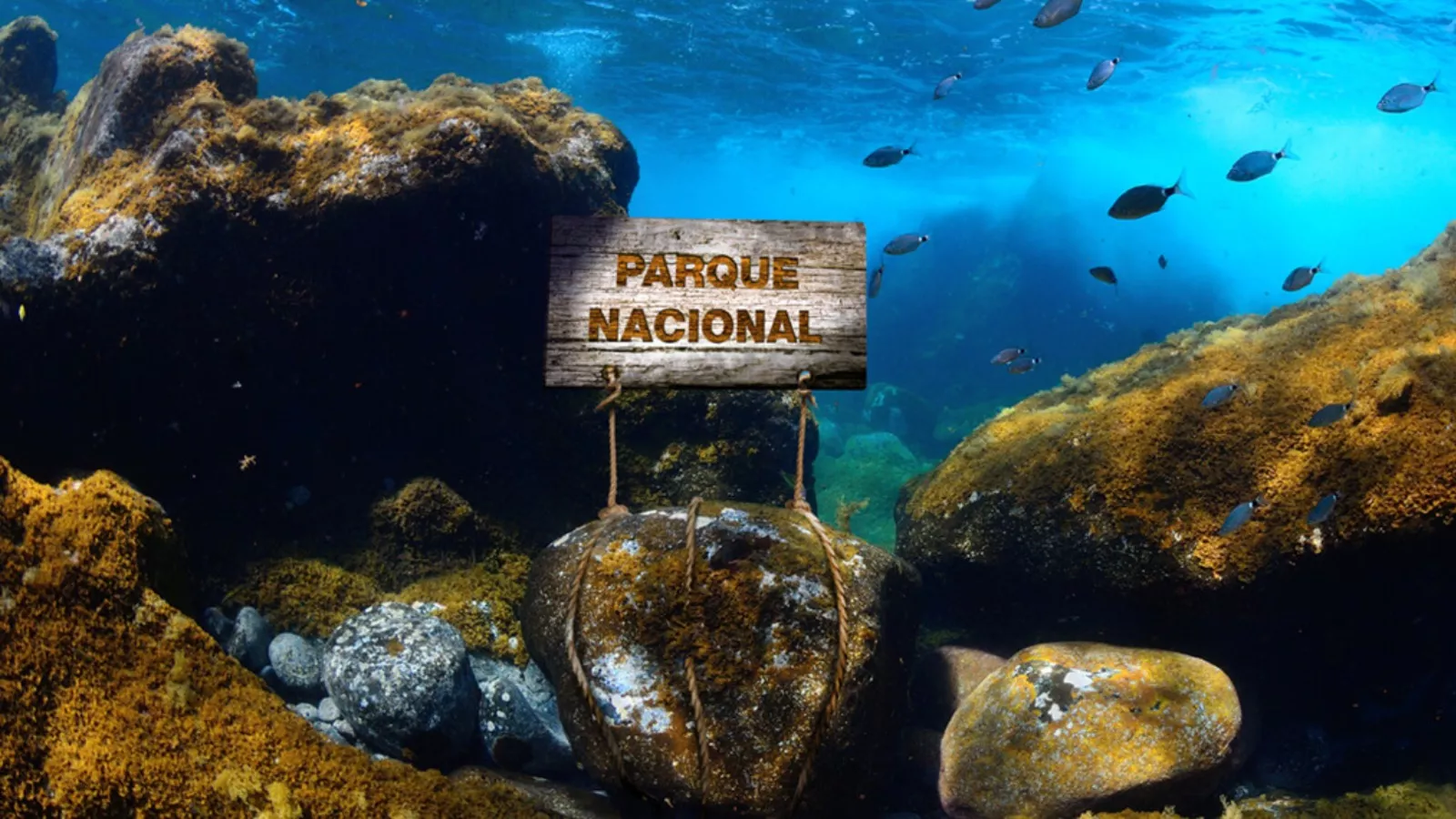 Imagen ficticia alusiva al Parque Nacional Marino en el mar de Las Calmas, en El Hierro./ WWF