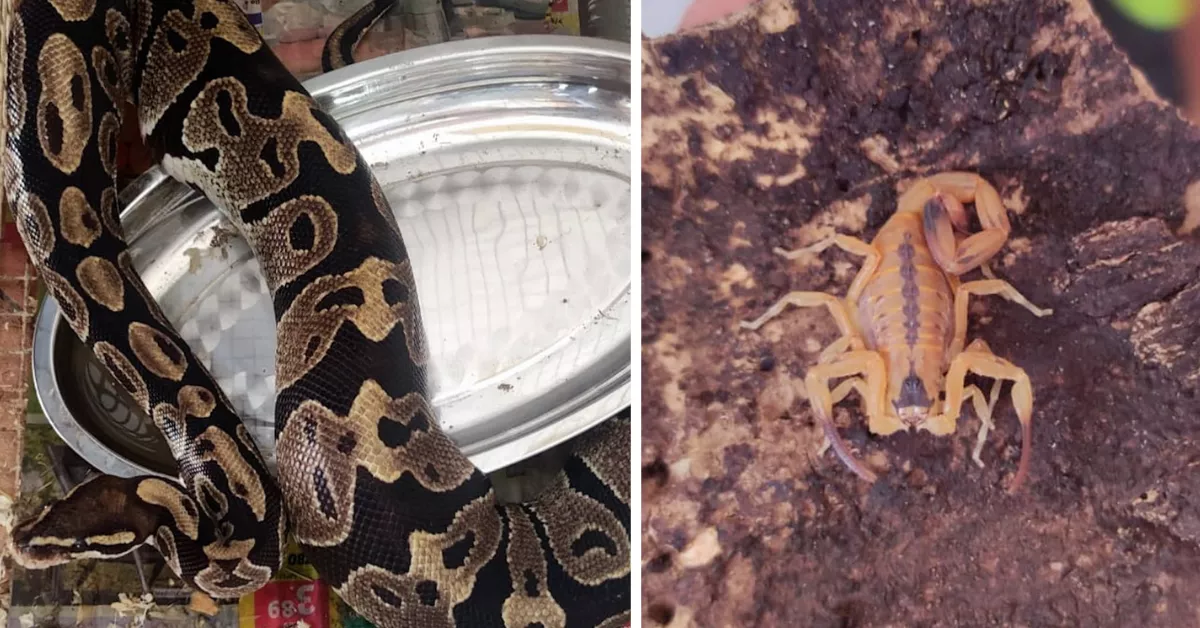 Imágenes de los animales incautados / GUARDIA CIVIL