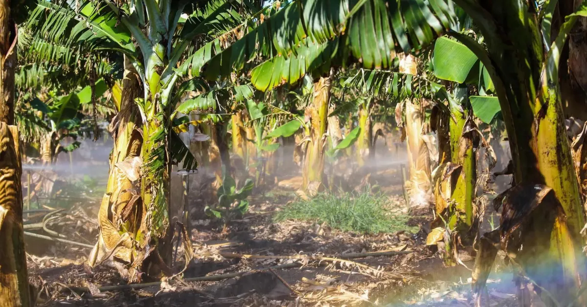 Las plataneras son uno de los cultivos que más agua demanda de las Islas / EFE