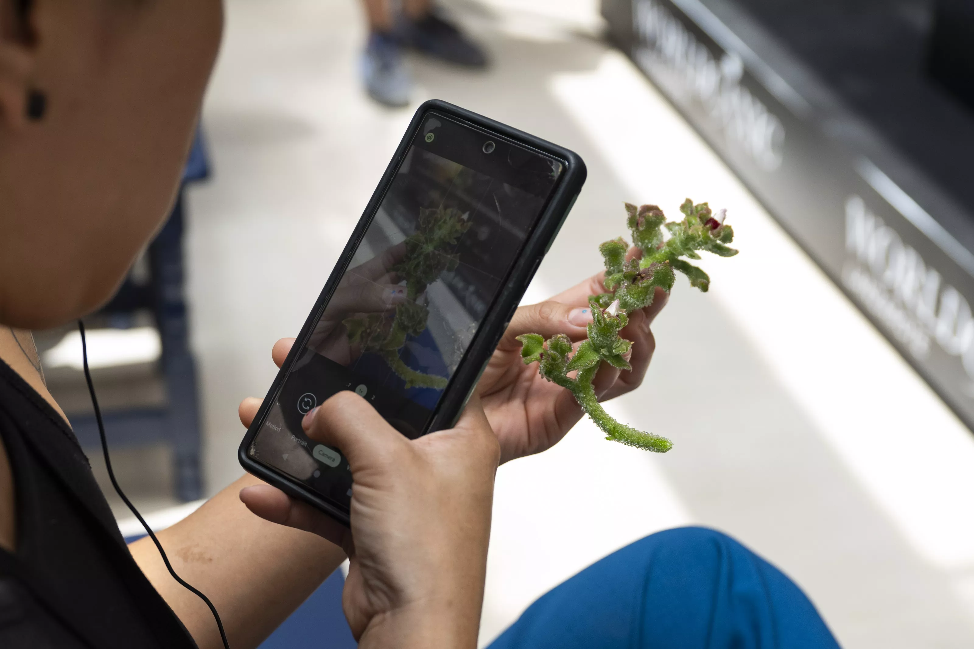 Imagen de hierbas volcánicas. / CEDIDA