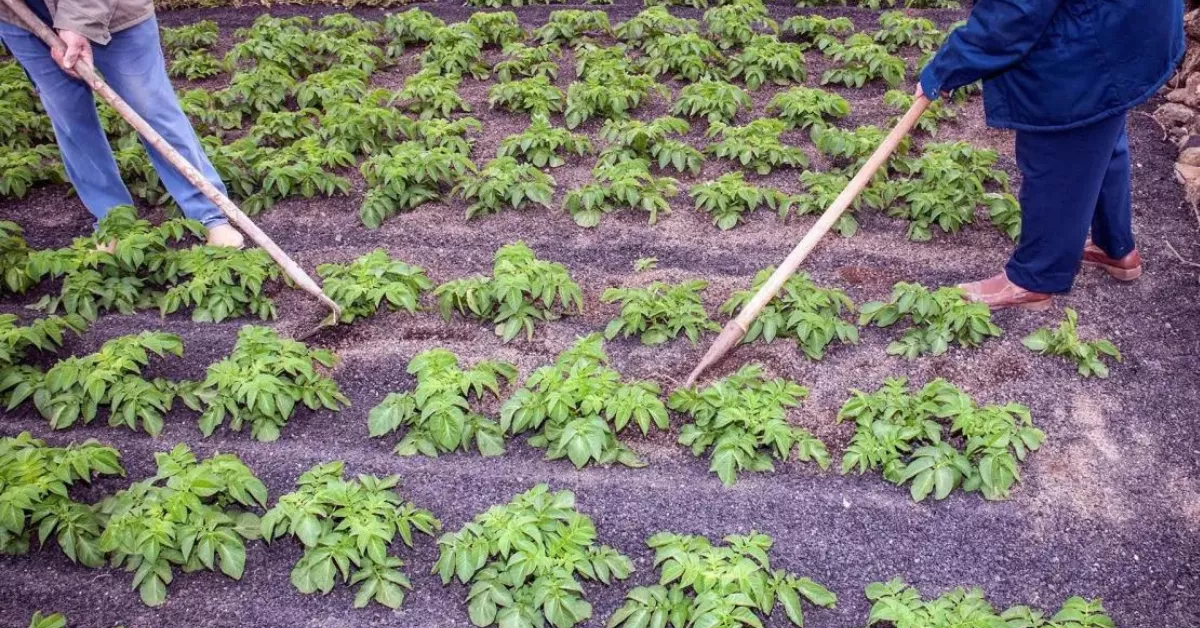 Cultivos de papas en enarenados de picón en Los Valles (Lanzarote). Efeagro/Javier Fuentes