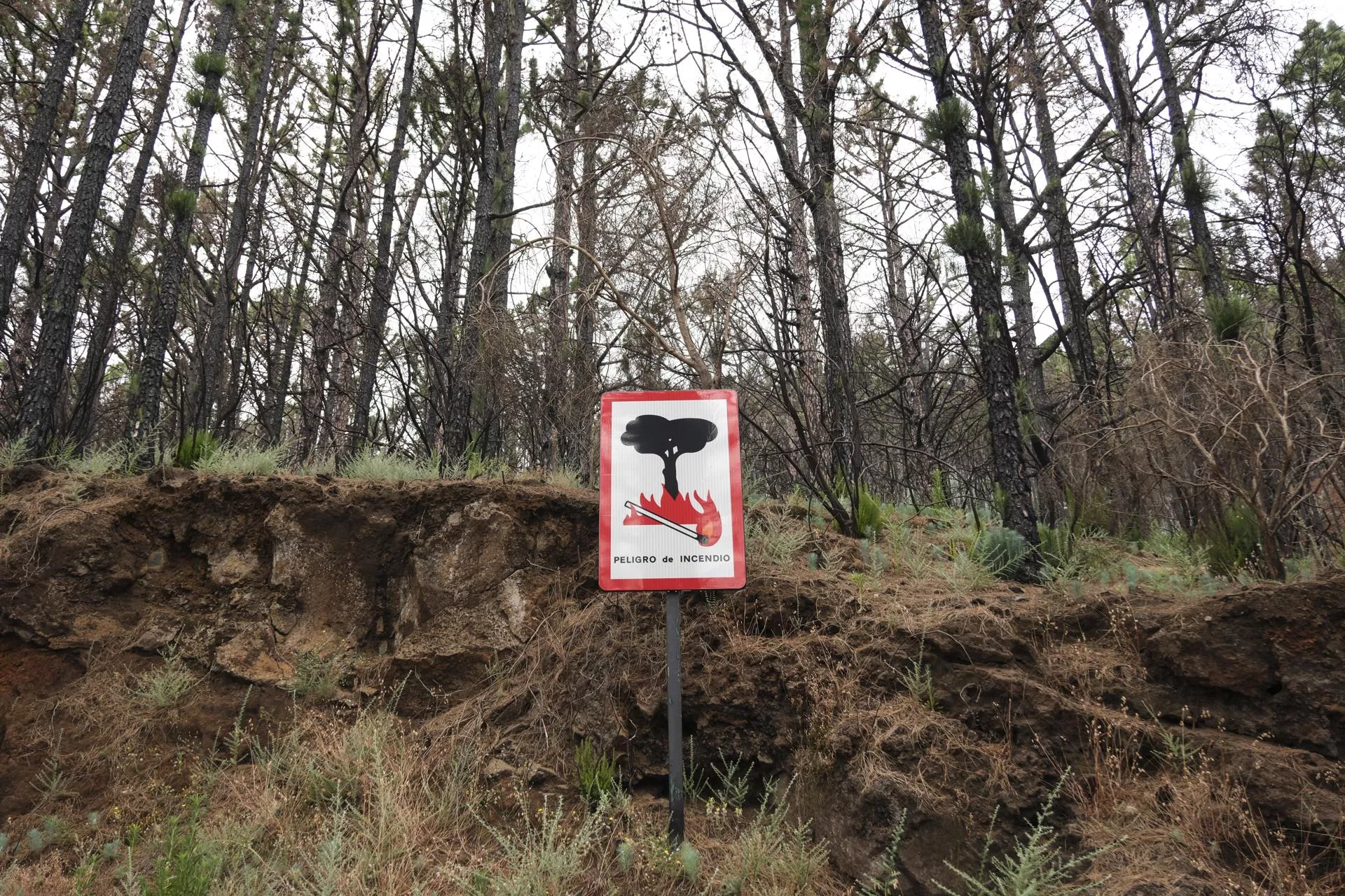 Un cartel avisa del riesgo de incendios forestales en la zona de La Esperanza en Tenerife. / EFE - ALBERTO VALDÉS