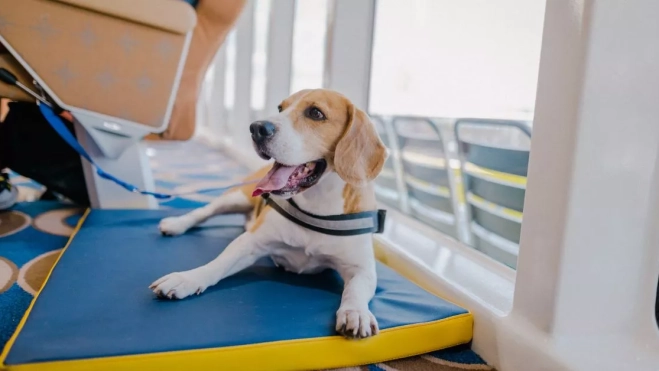 Mascota en la acomodación Pet Sofa de Fred. Olsen Express Mascota en la acomodación Pet Sofa de Fred. Olsen Express