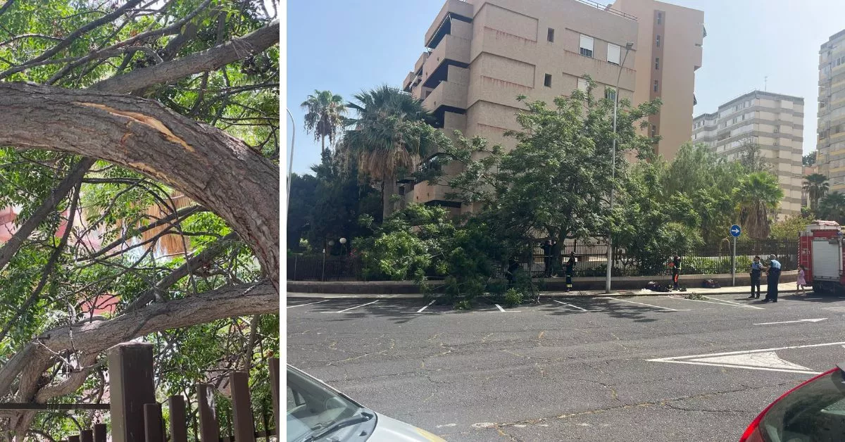 La rama del árbol antes de la tala y los trabajos para su retirada / VECINOS DE RESIDENCIAL ANAGA / AH / BELA CABRERA