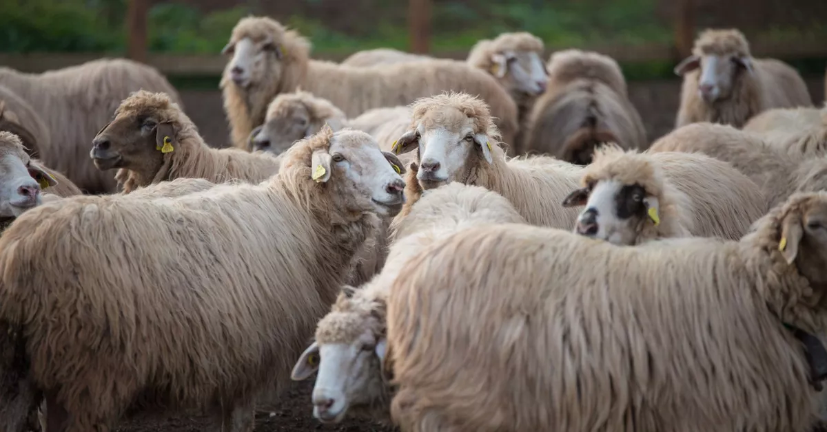 Raza bovina Canaria / CABILDO DE GRAN CANARIA 