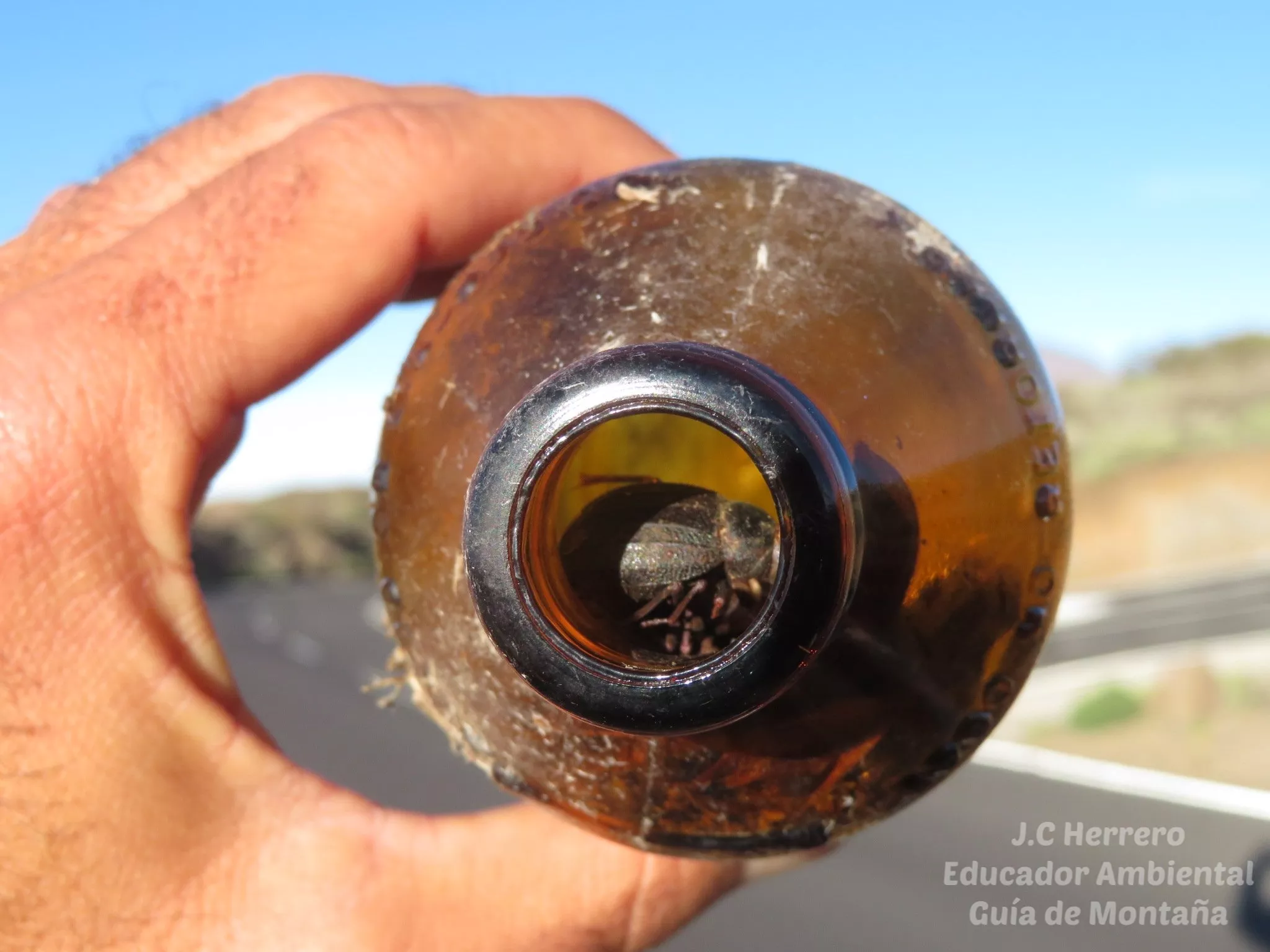 Imagen de una Pimelia del Teide en una botella. / J.C. HERRERO 