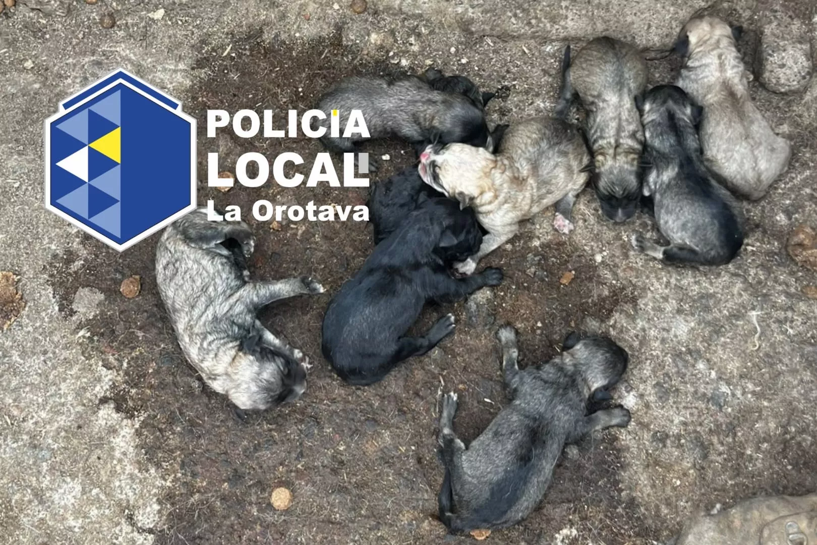 En la imagen, los perros rescatados en condiciones críticas por la Policía Local de La Orotava. / AH