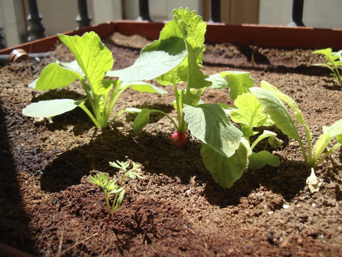 Imagen de un pequeño huerto en una casa. / EFE - FERNANDO BRAVO 