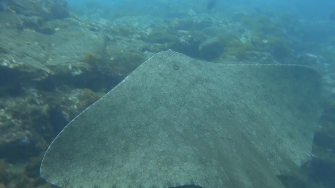Imagen del proyecto BioMar de CanBio, en el que se hacen análisis de sangre, marcajes, y ecografías a mantelinas / CEDIDA Imagen del proyecto BioMar de CanBio, en el que se hacen análisis de sangre, marcajes, y ecografías a mantelinas / CEDIDA