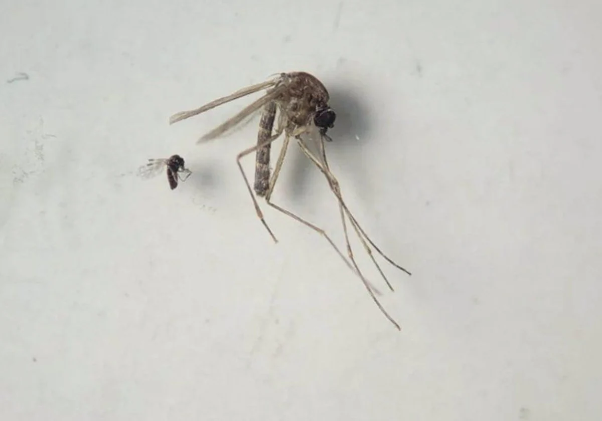 Imagen donde aparece el mosquito jején, causante del virus Oropouche/ EUROPA PRESS