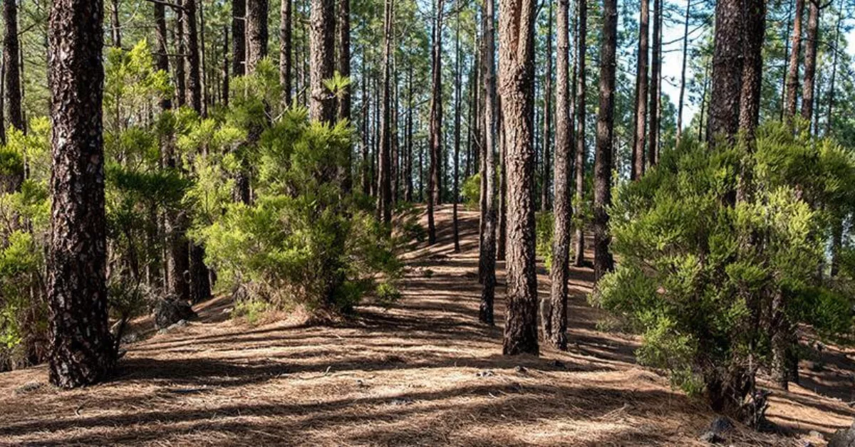 Las Raíces, Tenerife. / ISLAS CANARIAS