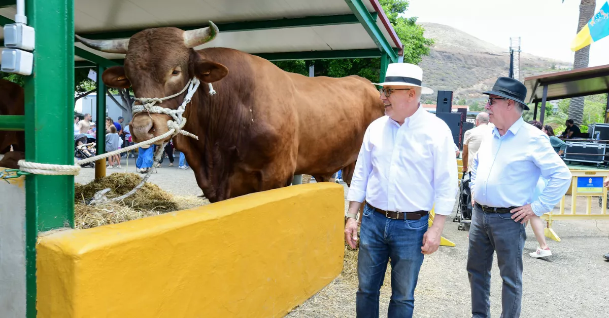 Antonio Morales en la última feria de ganado en Gran Canaria / CABILDO DE GRAN CANARIA