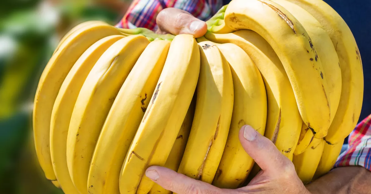 Imagen de plátanos / AH