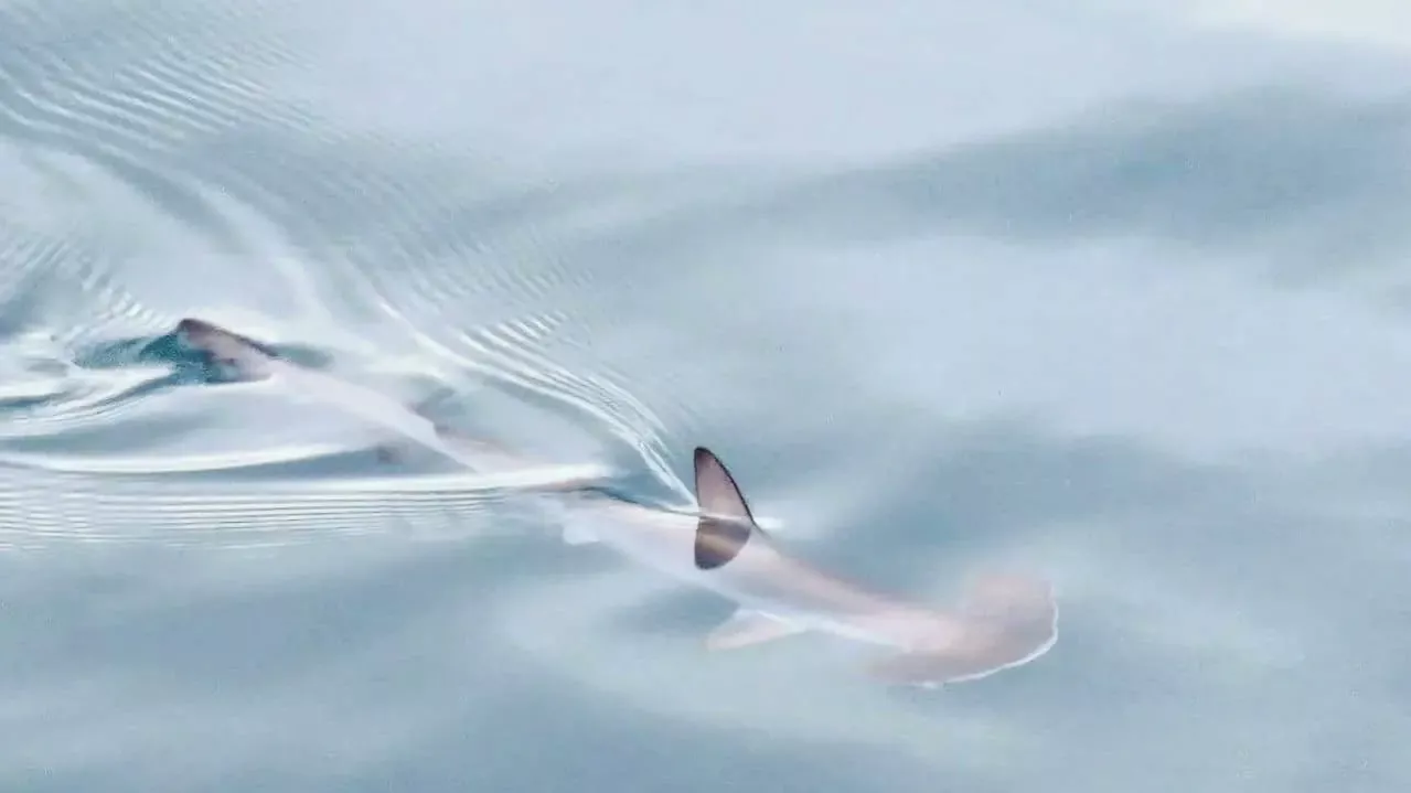 Tiburón martillo en Las Palmas de Gran Canaria. / AUTORIDAD PORTUARIA