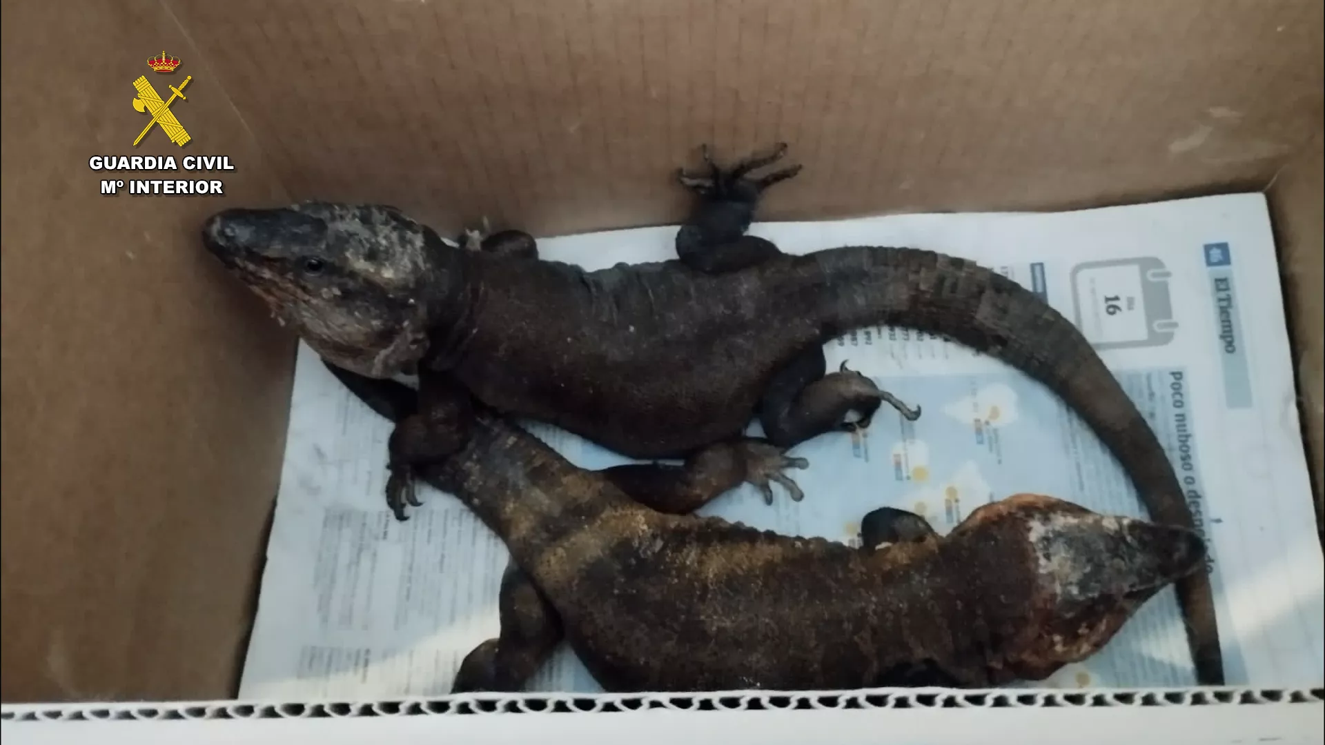 Imagen de los lagartos hallados en Tenerife. / GUARDIA CIVIL 