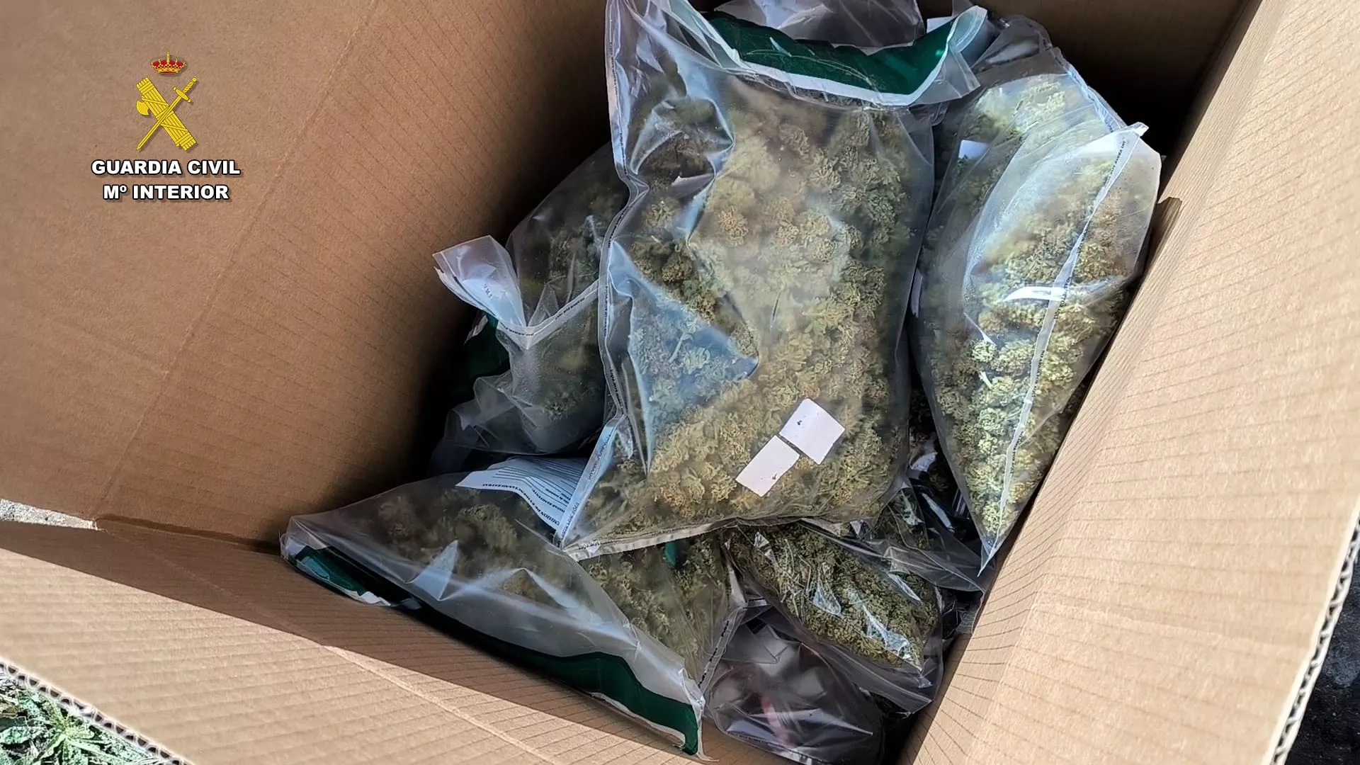 Plantación de marihuana en el municipio de Arucas. / GUARDIA CIVIL