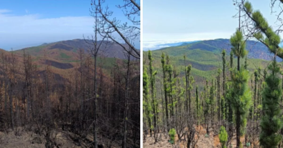 Tótem Mirador de Chimague - Vista de la Dorsal. Agosto 2023 Agosto 2024 / FÉNIX CANARIAS