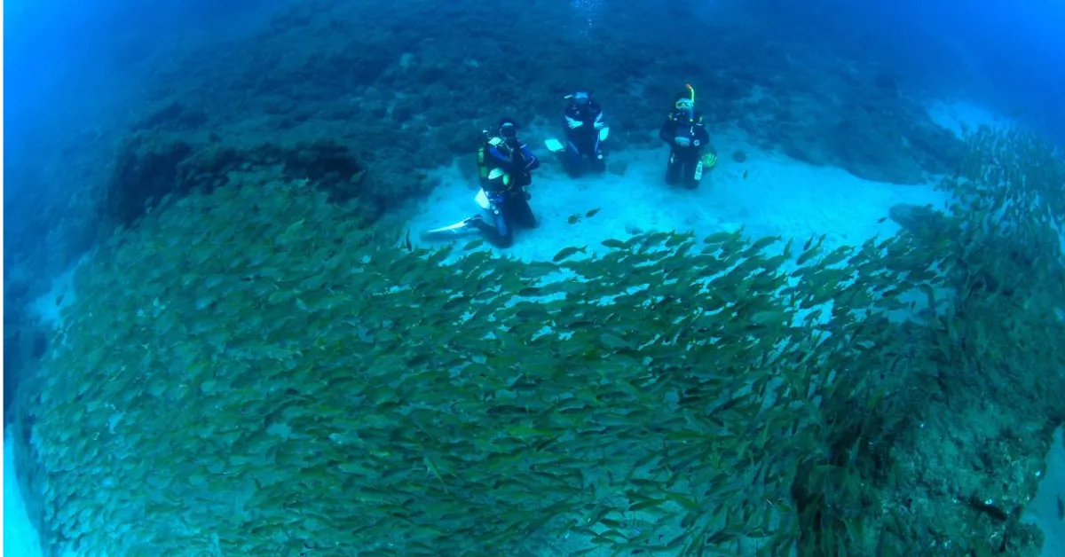 Imagen de los fondos marinos de las playas de la zona ZEC / CABILDO DE GRAN CANARIA
