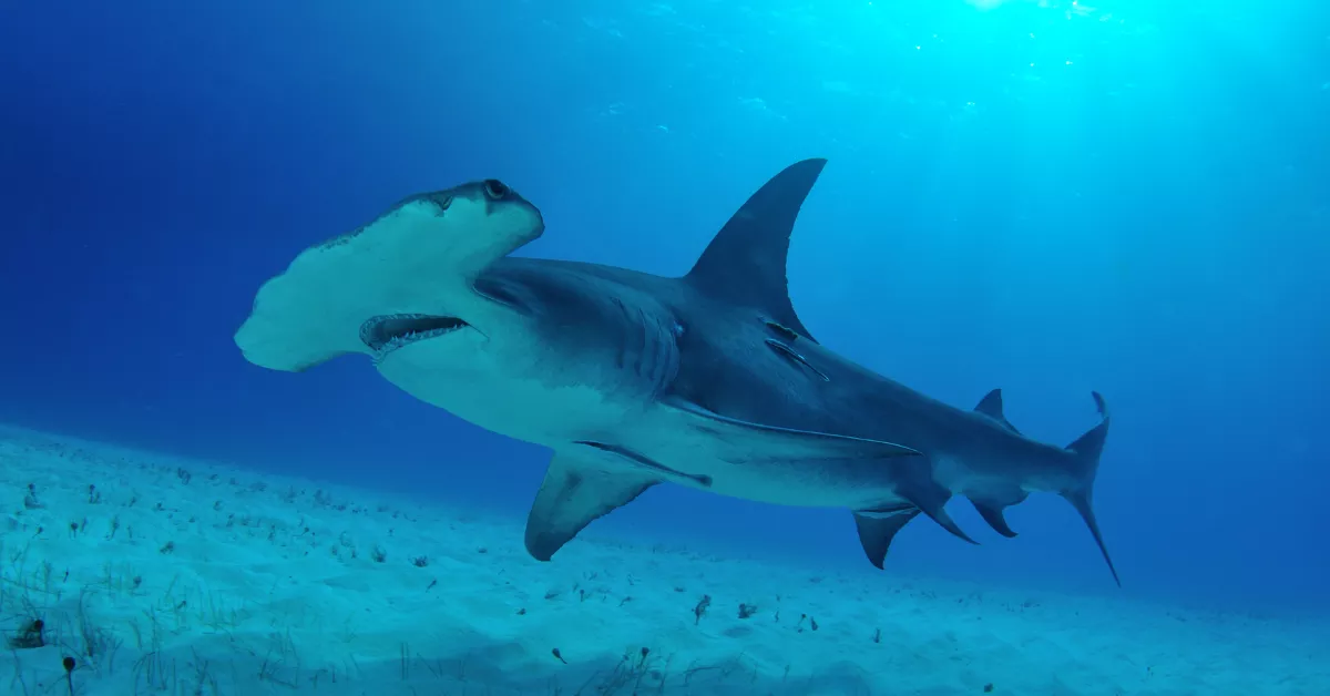 Imagen de un tiburón martillo / AH