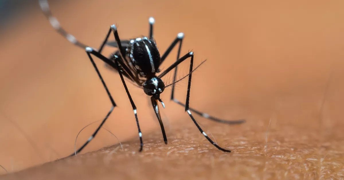 Mosquito tigre (Aedes albopictus). / CANVA Mosquito tigre (Aedes albopictus). / CANVA