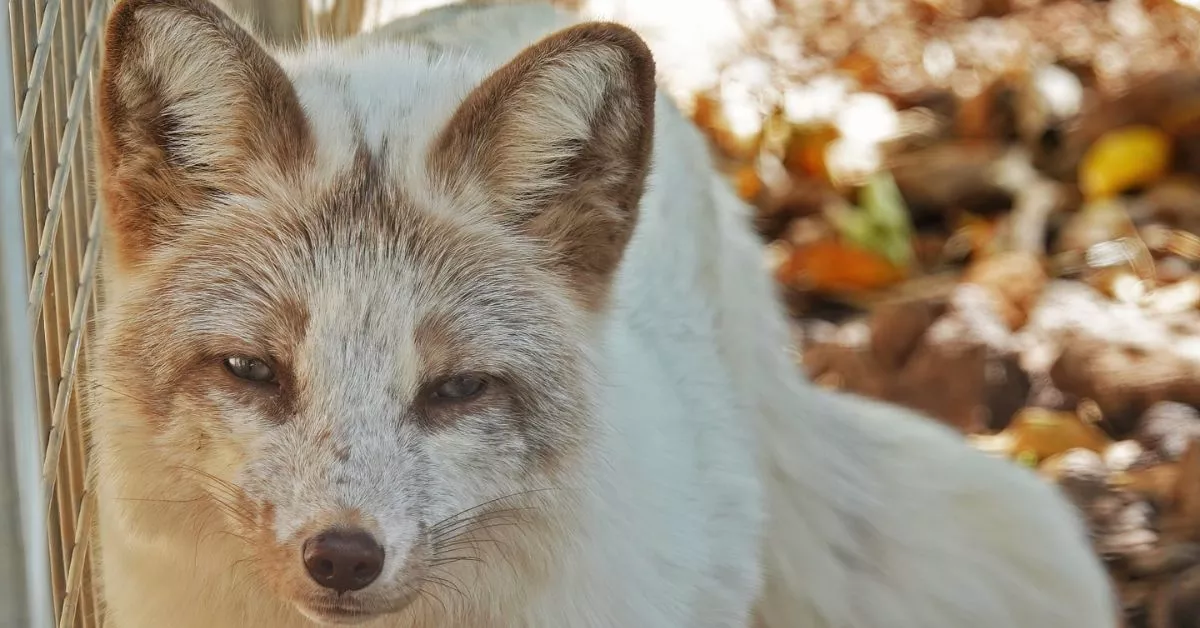 La Fundación Neotrópico se ha convertido en el hogar de todos los animales que no tienen casa por haber sido extraídos de sus hábitats o abandonados por sus dueños./ CEDIDA.