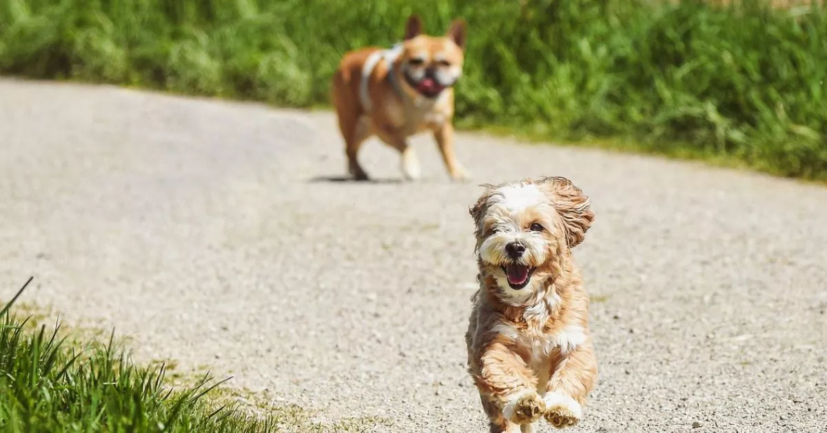 La filaria es un parásito muy extendido en Canarias por lo que prevenirlo bajo supervisión es fundamental para asegurar la salud de las mascotas./ PIXABAY.