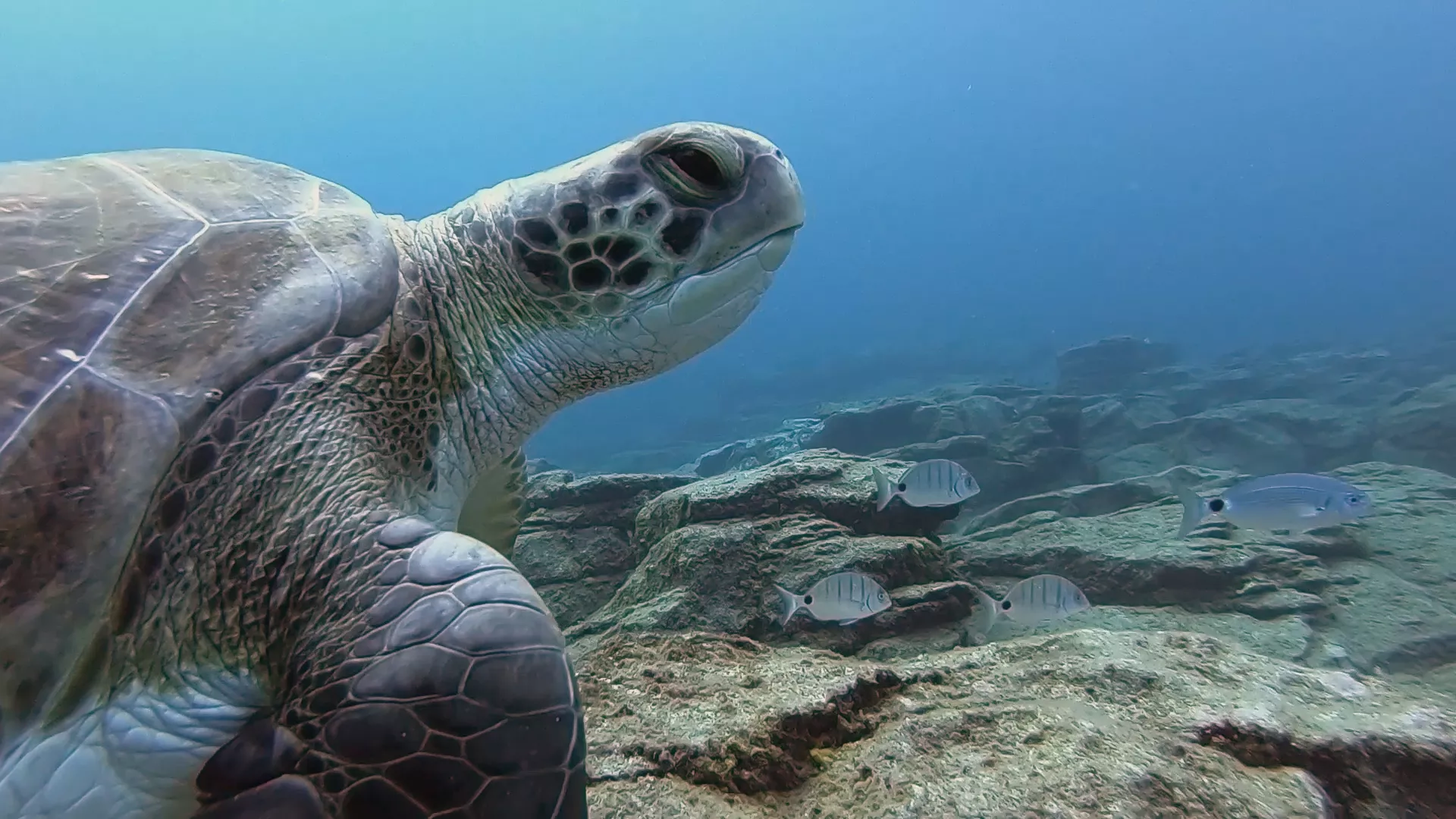 Tortugas boba en el proyecto CanBio./
