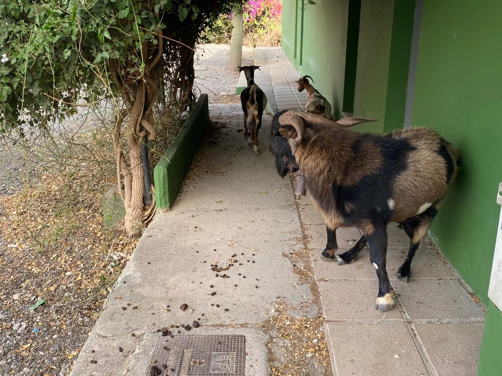 Las cabras invaden una instalación deportiva en San Lorenzo que costó 3 millones de euros. / AH