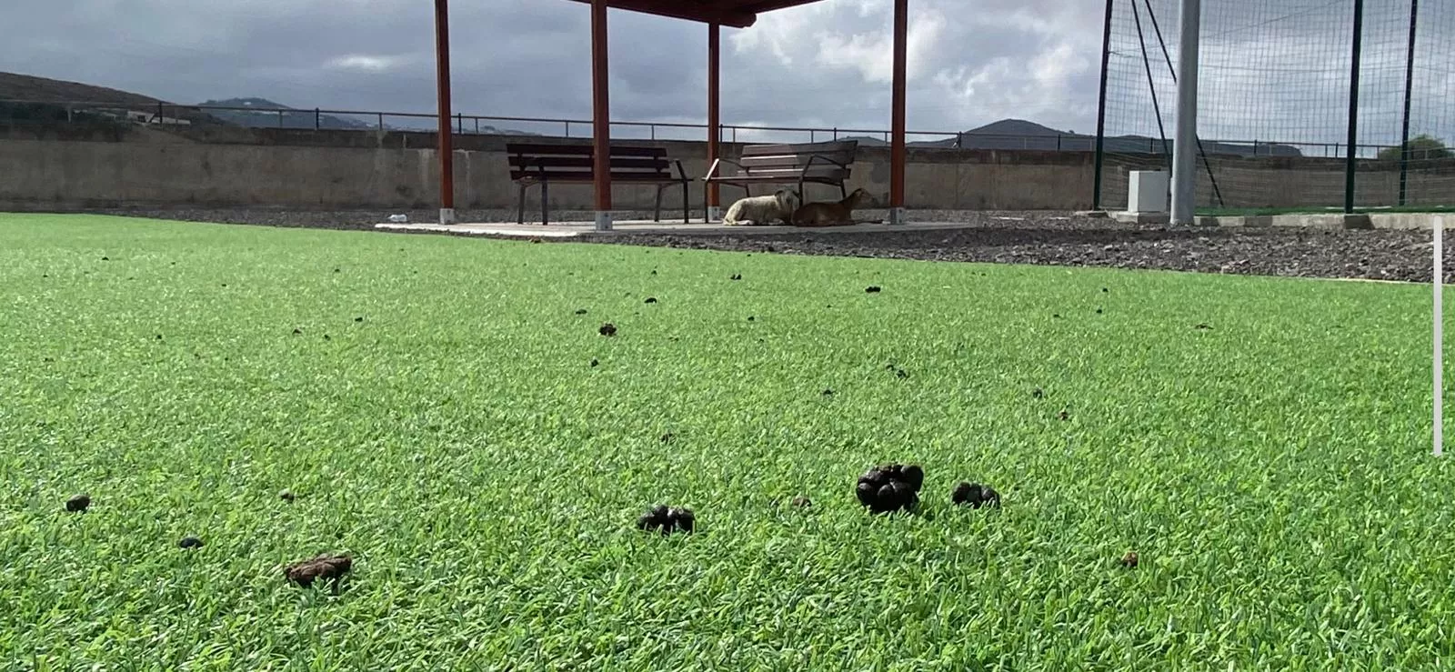 Cancha de fútbol siete en el Centro Deportivo de San Lorenzo con excrementos y cabras al fondo. / AH