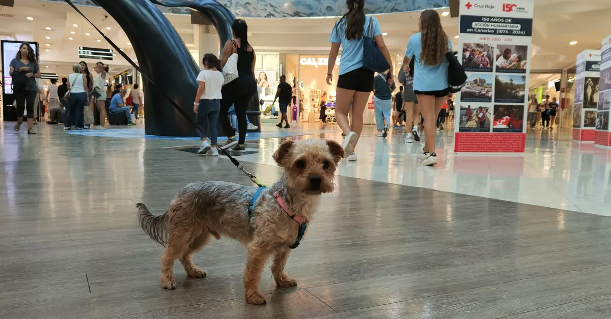 Un perro en el centro comercial Meridiano de Santa Cruz de Tenerife./ CEDIDA