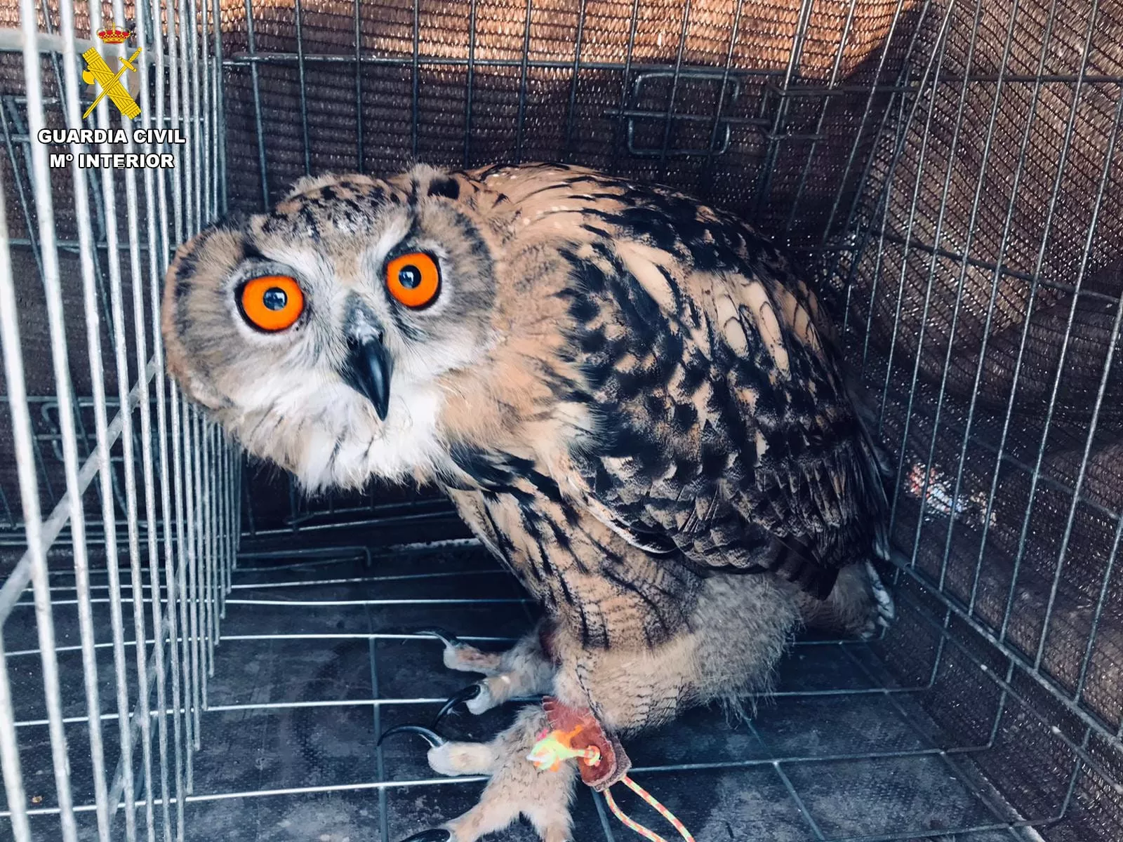 En la imagen, uno de los dos búhos reales paseados ilegalmente en Lanzarote y que han sido incautados por la Guardia Civil. / AH