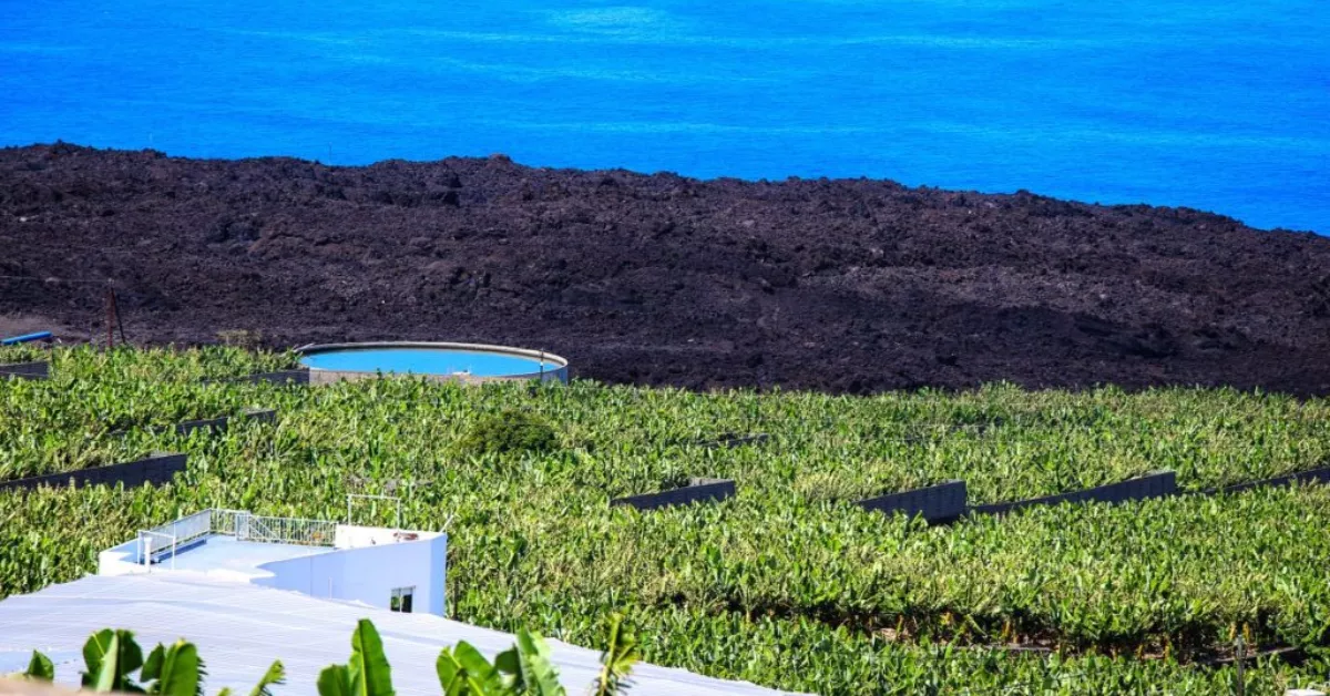 Imagen de plataneras en La Palma / EFE